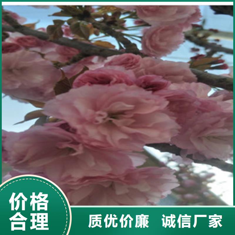 【櫻花櫻桃苗工廠自營】