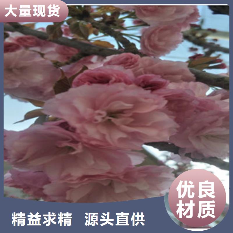 櫻花國槐專注質量