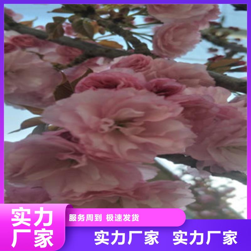 【櫻花】-藍(lán)莓苗工廠直營