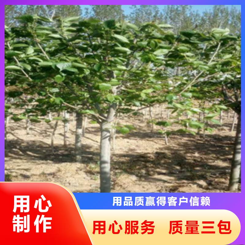 【櫻花核桃苗櫻花苗長果桑樹苗定金鎖價】