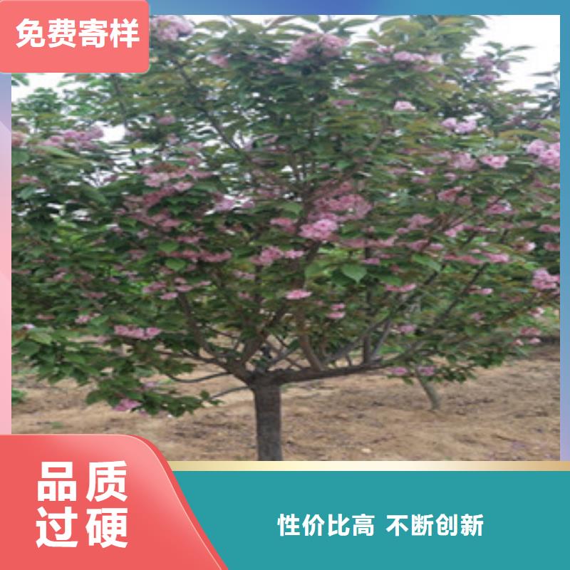 櫻花【藍莓苗】懂您所需