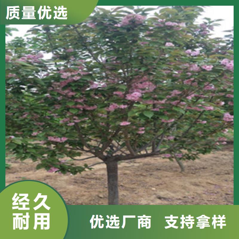 【櫻花藍莓苗品質值得信賴】