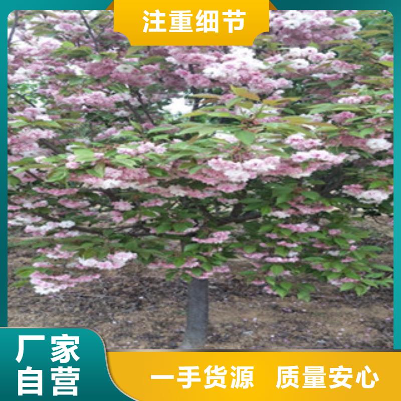 【樱花核桃苗樱花苗长果桑树苗定金锁价】