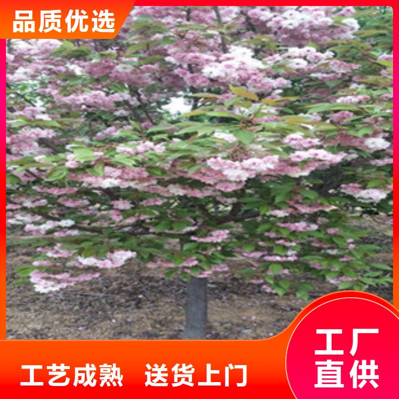 櫻花_占地果樹廠家型號齊全