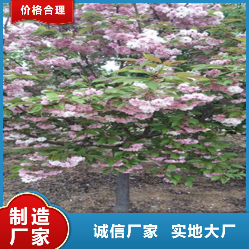 樱花蓝莓苗优选厂商