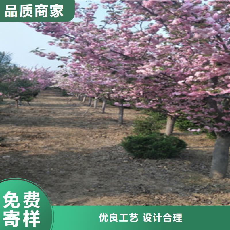 櫻花藍(lán)莓苗海量庫存