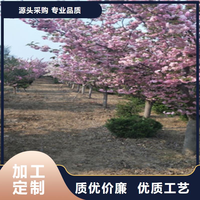 【樱花_泰山景松造型景松客户满意度高】