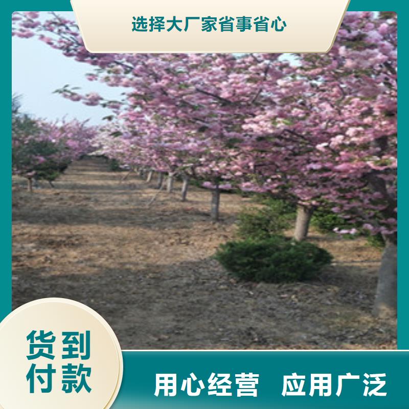 【櫻花_泰山景松造型景松客戶滿意度高】