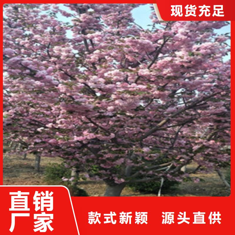 【樱花占地果树标准工艺】