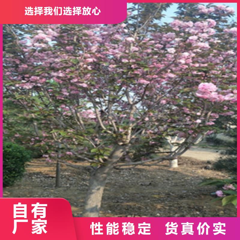 樱花-【泰山景松造型景松】用好材做好产品