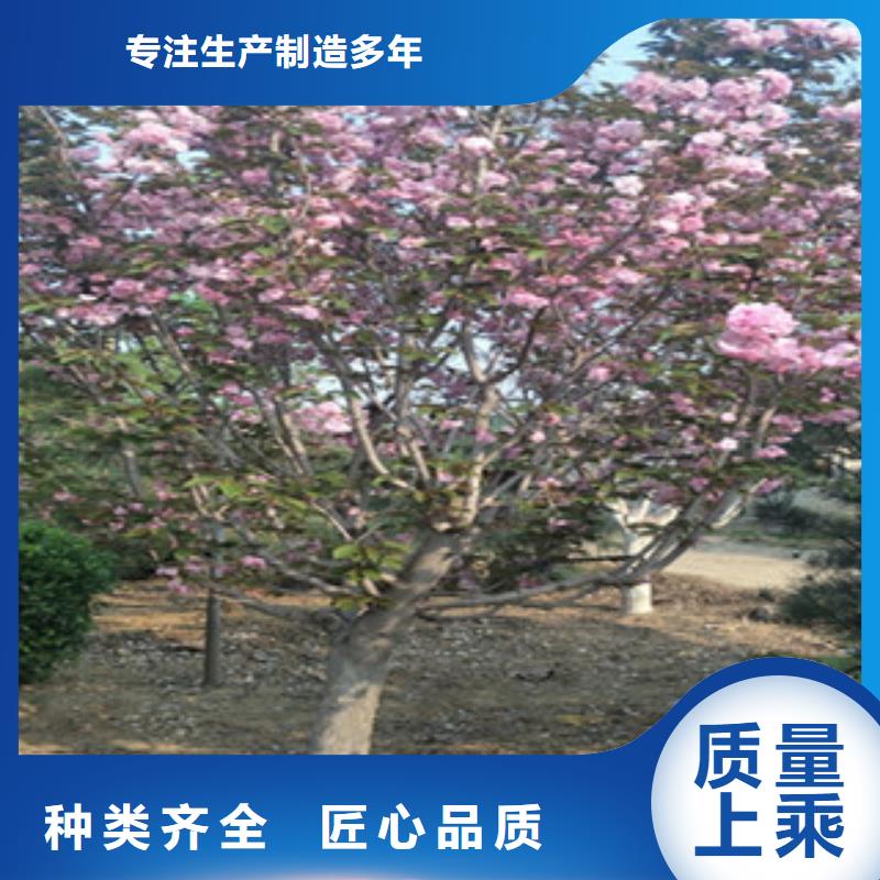 樱花占地果树市场行情