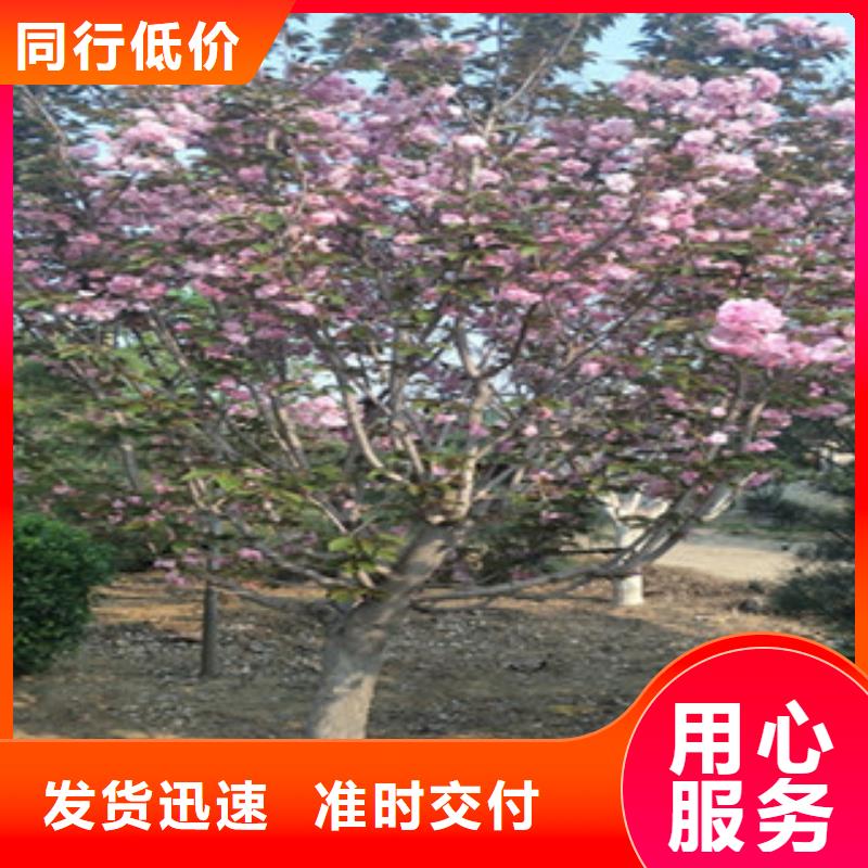 櫻花占地果樹市場行情