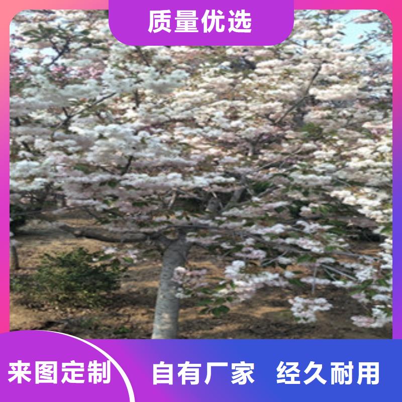 【櫻花-占地果樹產品細節】