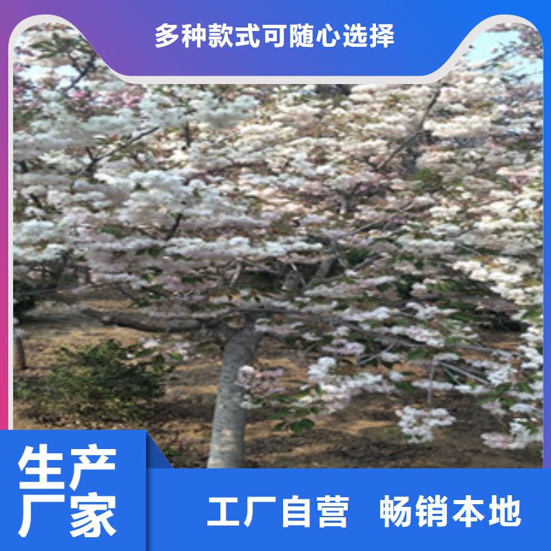 樱花占地果树市场行情