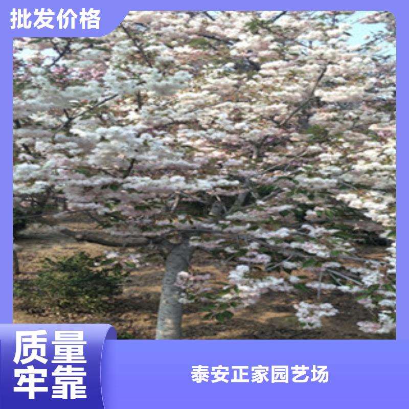 樱花,【占地果树】源头厂家量大价优