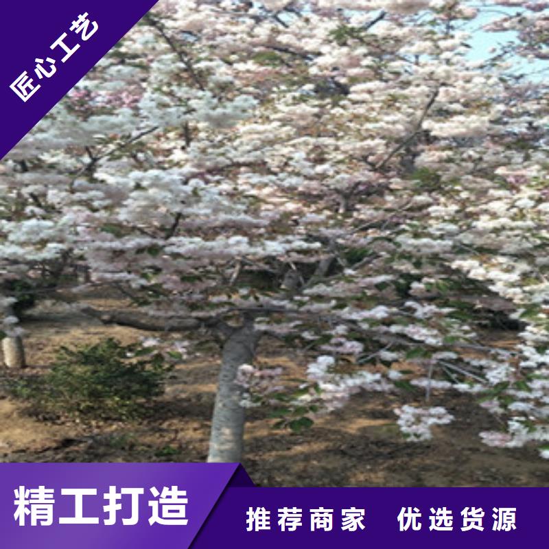 樱花-【泰山景松造型景松】用好材做好产品