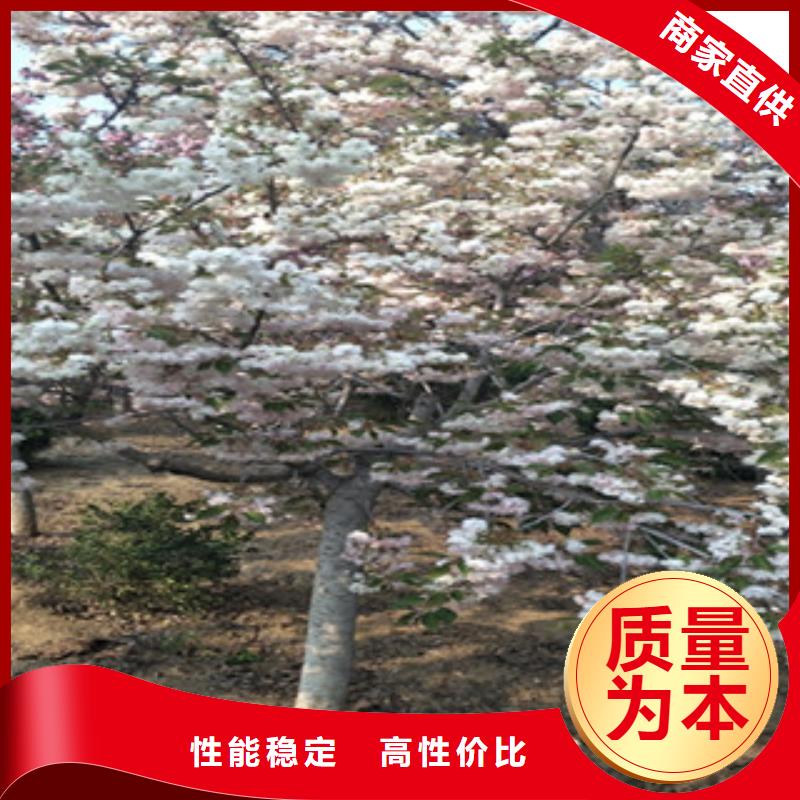 樱花【蓝莓苗】懂您所需