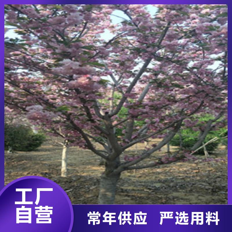 櫻花核桃苗櫻花苗長(zhǎng)果桑樹(shù)苗誠(chéng)信經(jīng)營(yíng)現(xiàn)貨現(xiàn)發(fā)