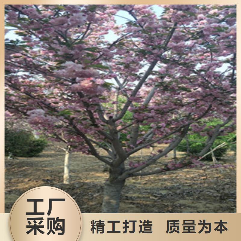 【櫻花占地果樹支持拿樣】