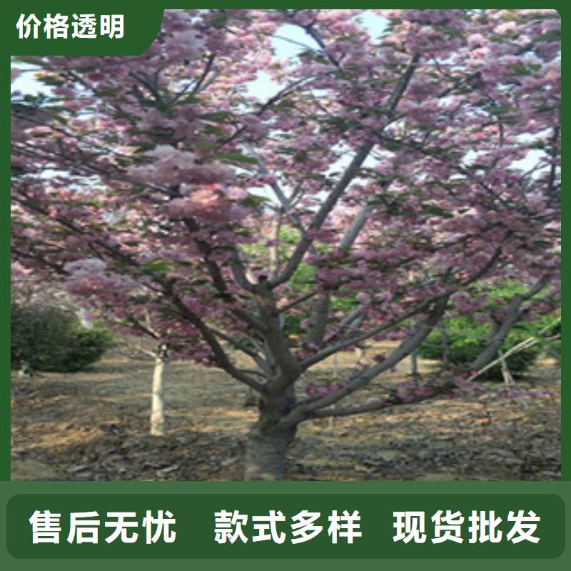 樱花占地果树工艺精细质保长久