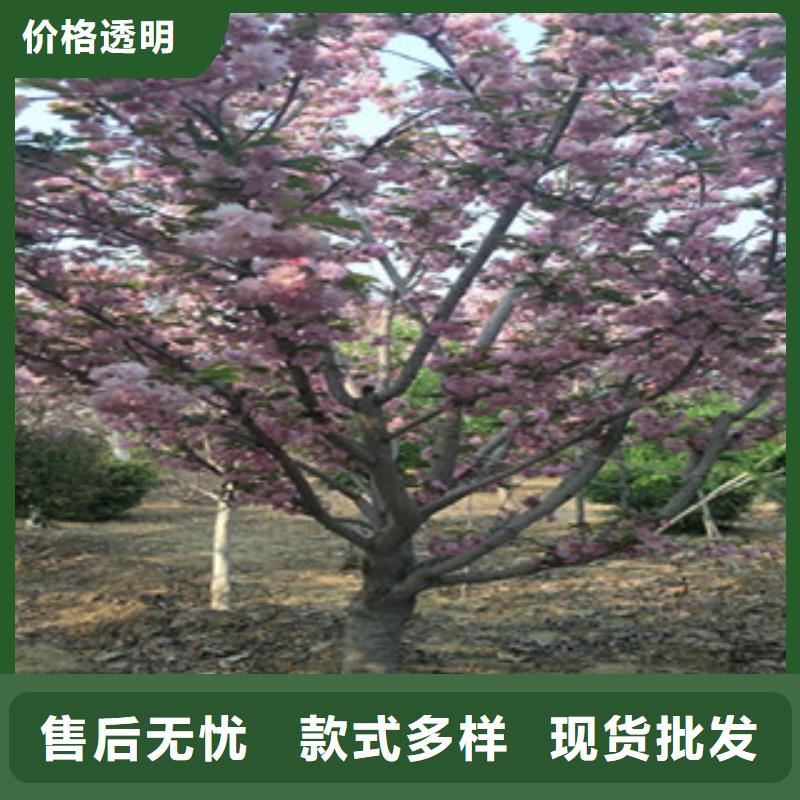 樱花,【占地果树】源头厂家量大价优