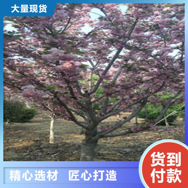 樱花_【泰山景松造型景松】实体诚信经营