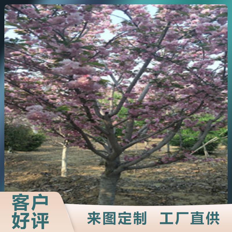 【櫻花核桃苗櫻花苗長(zhǎng)果桑樹苗專注質(zhì)量】