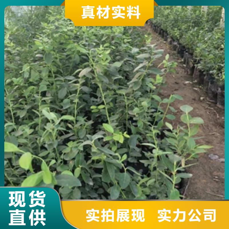 蓝莓苗核桃苗樱花苗长果桑树苗不只是质量好