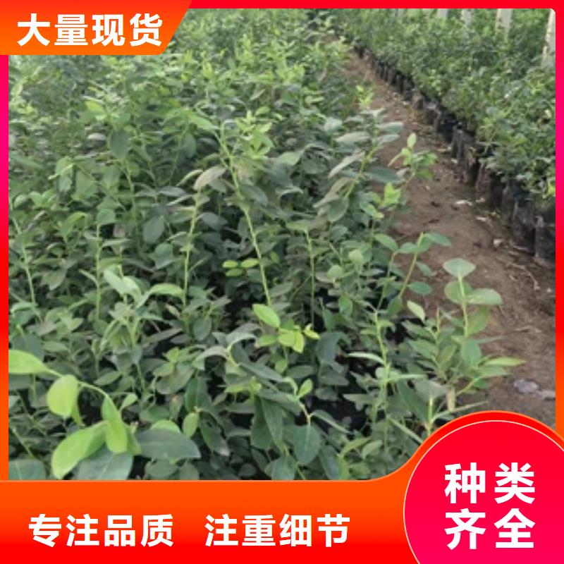 【藍莓苗核桃苗櫻花苗長果桑樹苗講信譽保質量】