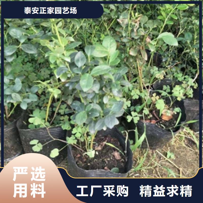 藍莓苗核桃苗櫻花苗長果桑樹苗工廠采購