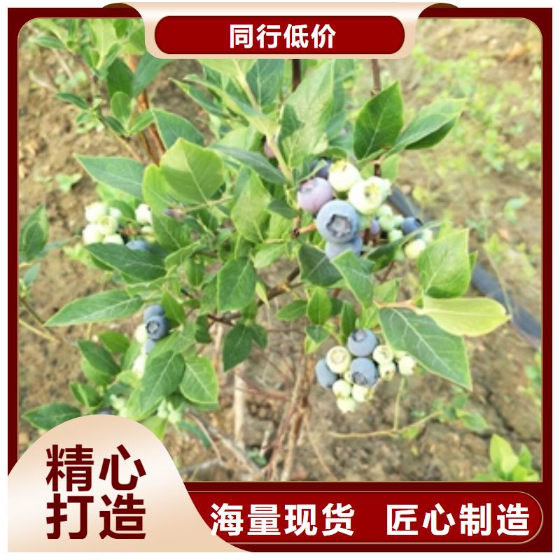 【藍莓苗】核桃苗櫻花苗長果桑樹苗來圖來樣定制