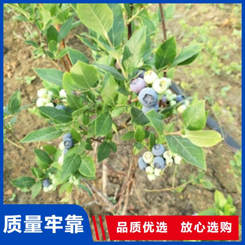 【藍莓苗核桃苗櫻花苗長果桑樹苗一手價格】