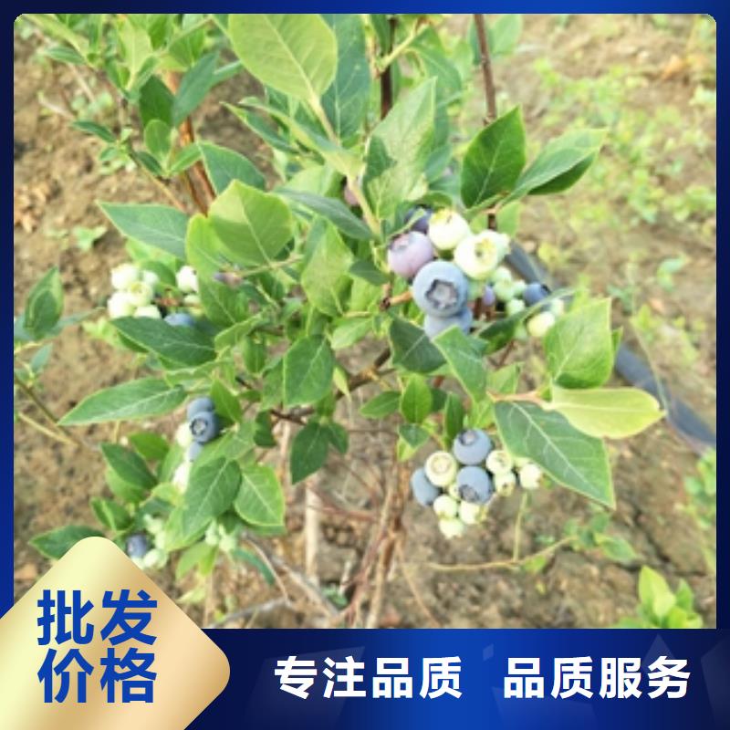 藍莓苗核桃苗櫻花苗長果桑樹苗懂您所需