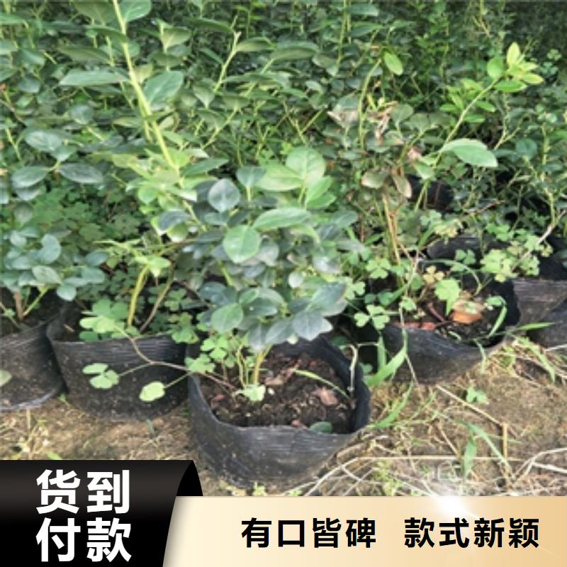 【藍莓苗核桃苗櫻花苗長果桑樹苗講信譽保質量】