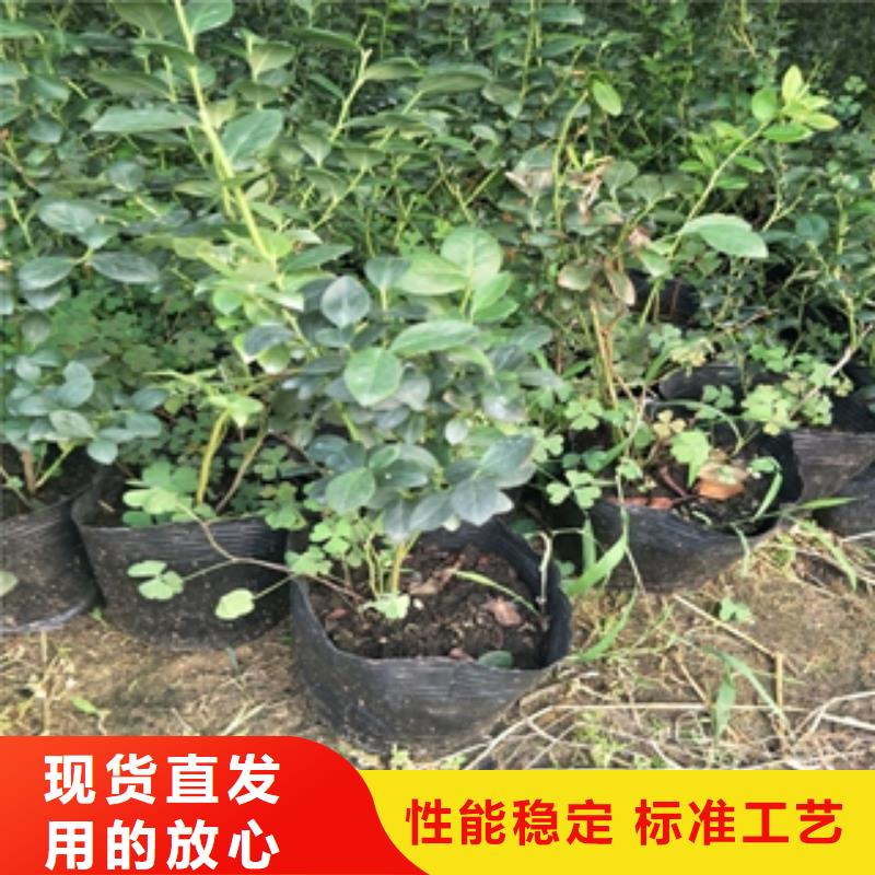 藍莓苗占地果樹不斷創新