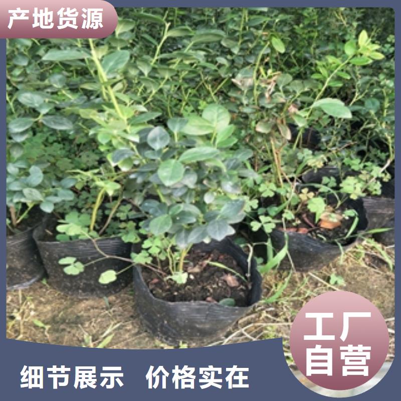 【藍莓苗】核桃苗櫻花苗長果桑樹苗源廠定制