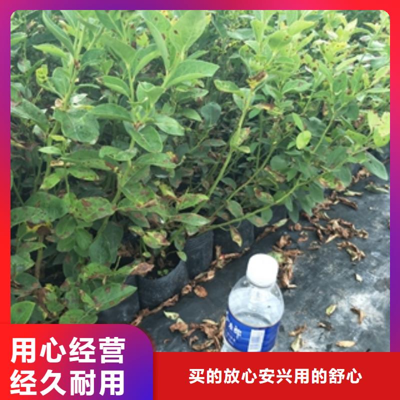 蓝莓苗核桃苗樱花苗长果桑树苗注重细节