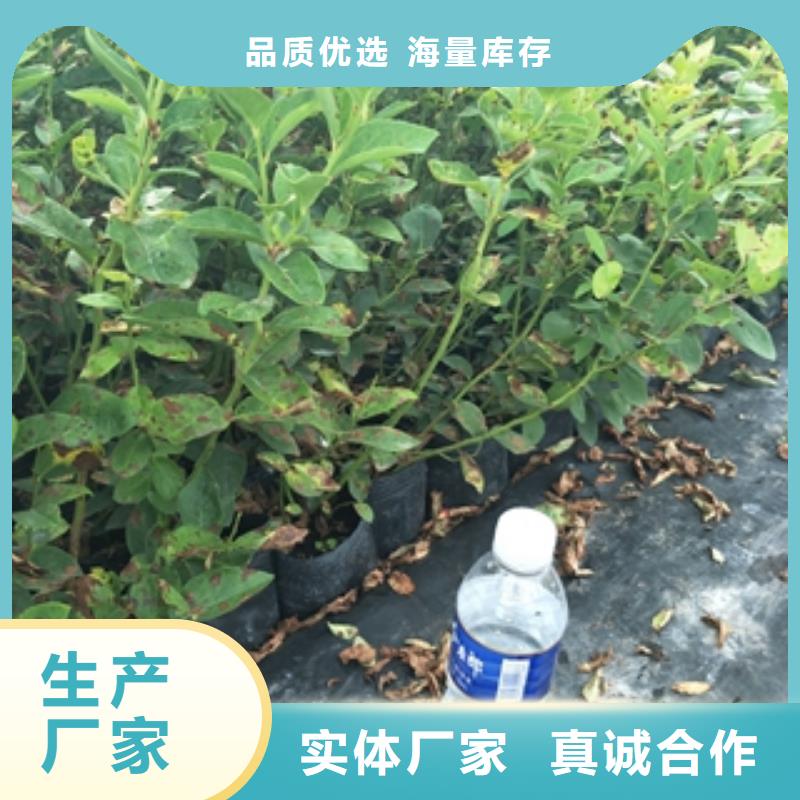 藍莓苗核桃苗櫻花苗長果桑樹苗的簡單介紹