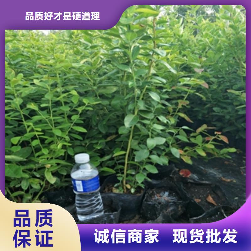 【藍莓苗,綠化樹綠化工程廠家實力大】