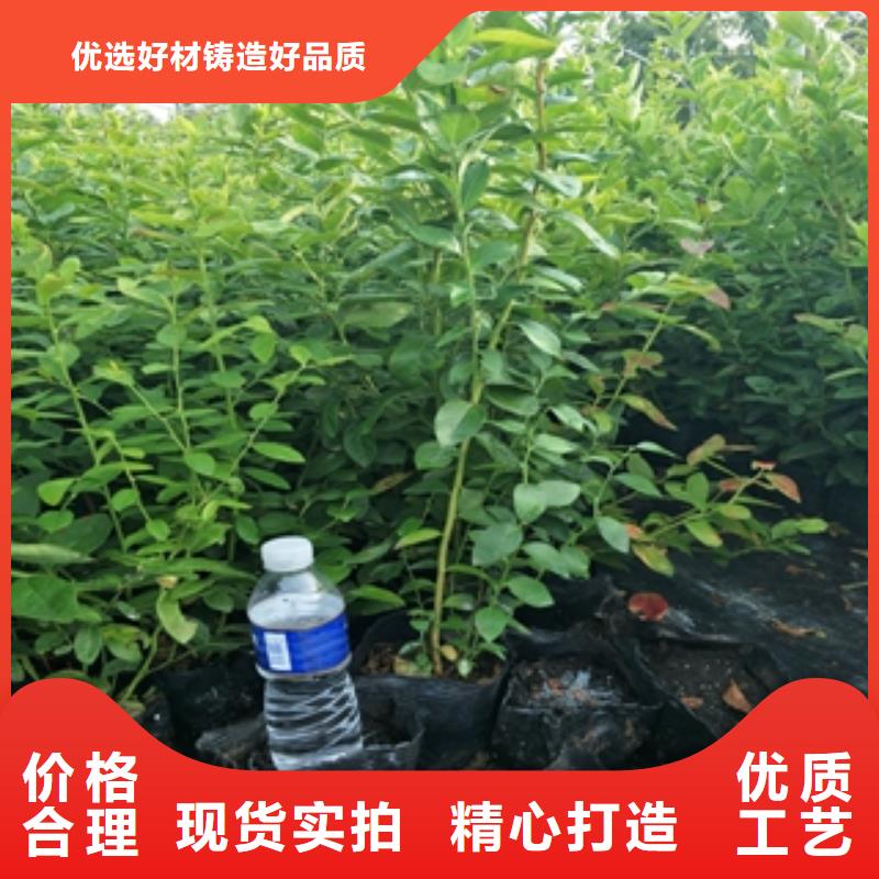 藍莓苗_綠化樹綠化工程源廠供貨