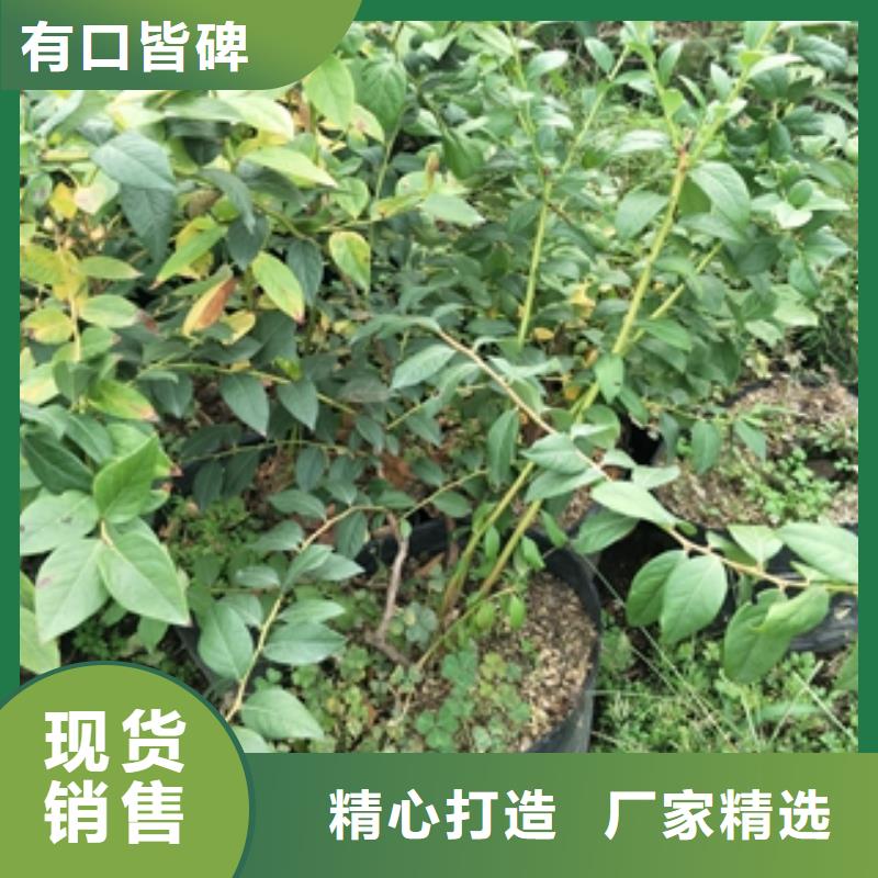 藍莓苗,鈣果苗工廠采購