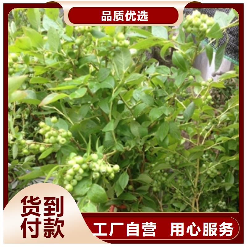 【藍莓苗】鈣果苗多年實力廠家