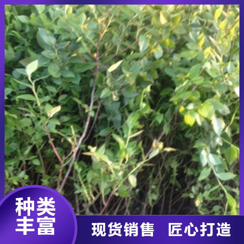 藍莓苗,占地果樹詳細參數