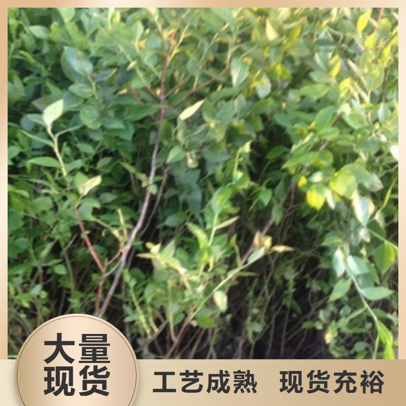 蓝莓苗核桃苗樱花苗长果桑树苗注重细节