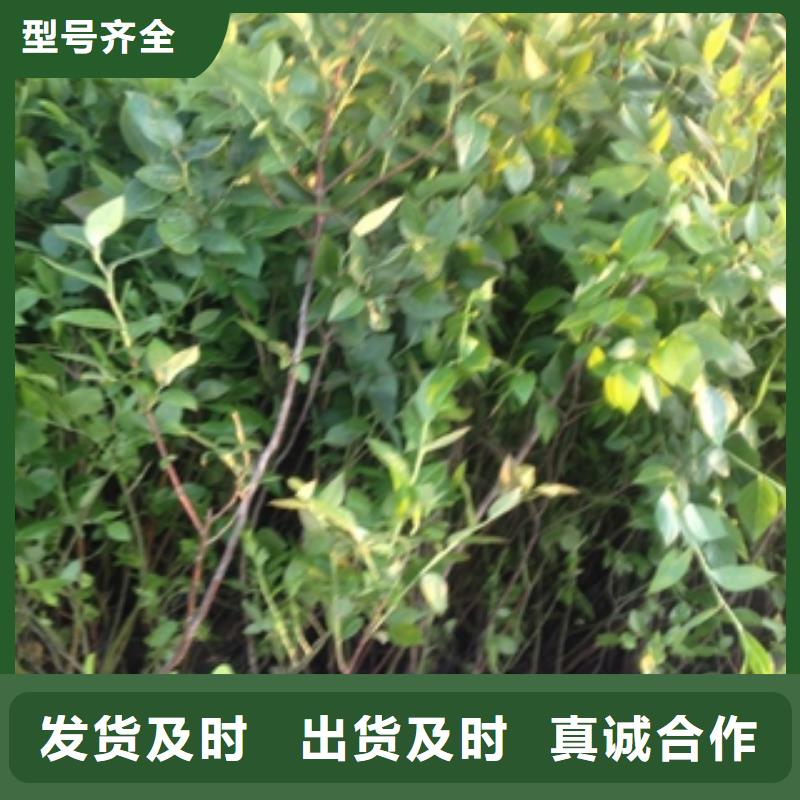 藍莓苗-鈣果苗暢銷當地