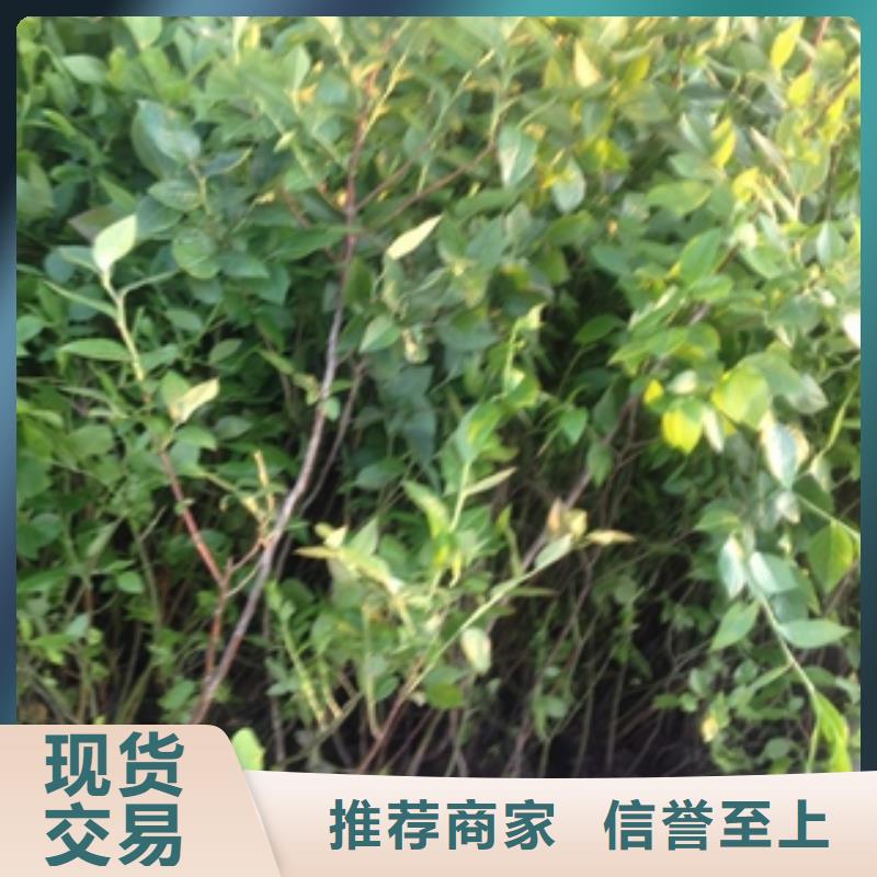 藍莓苗-鈣果苗暢銷當地