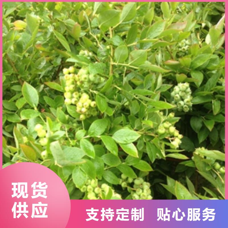 蓝莓苗核桃苗樱花苗长果桑树苗注重细节