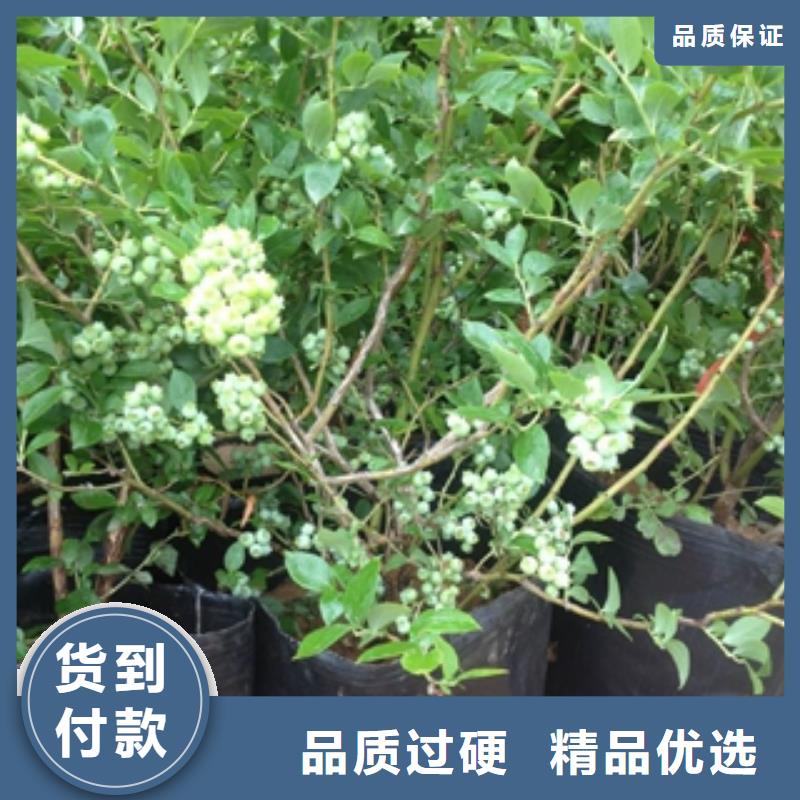 藍莓苗工廠直營