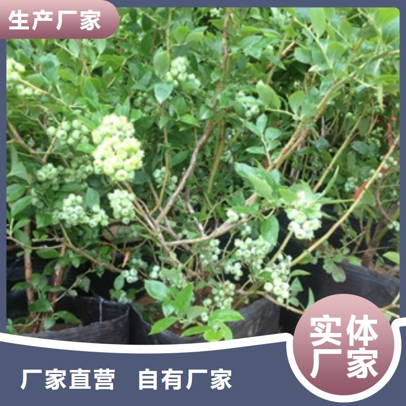 【藍莓苗,綠化樹綠化工程廠家實力大】