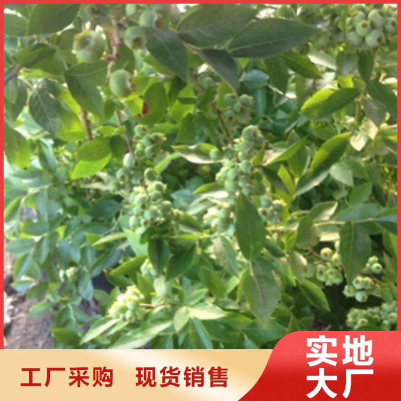 藍莓苗櫻桃苗生產(chǎn)安裝